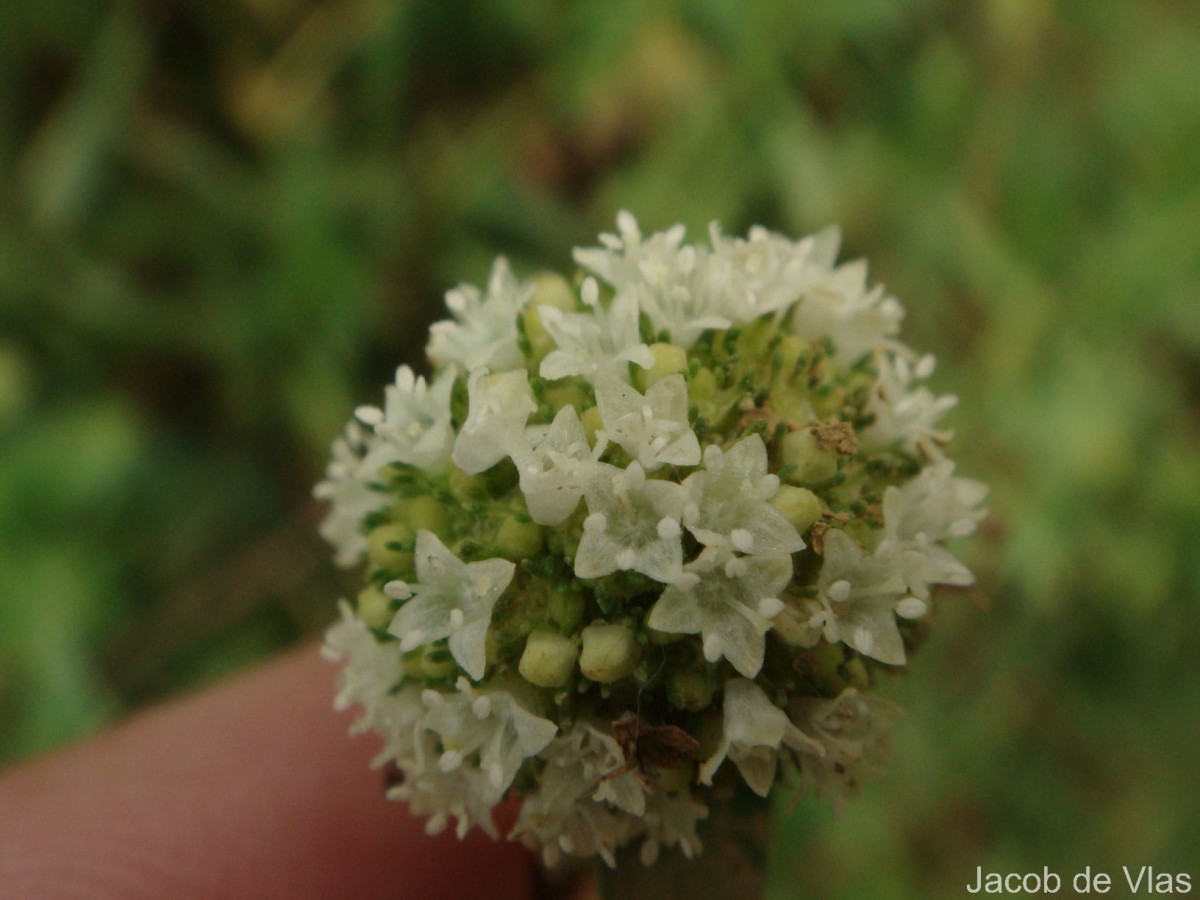 Spermacoce verticillata L.